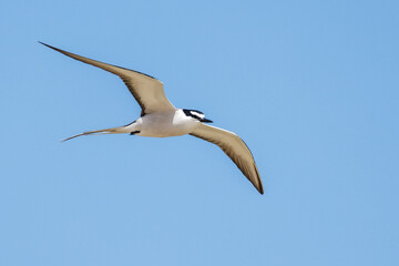 Fototapeta na wymiar Bridled Tern in Western Australia