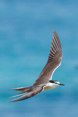 Bridled Tern in Western Australia