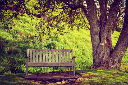 Retro style photo of a wooden park bench under a large tree on a grass covered hillside on a sunny spring day. Devonport, Auckland, New Zealand. Toned image