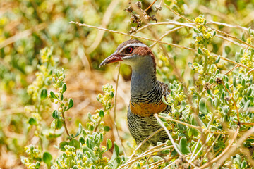 Buff-banded Rail in Western Australia