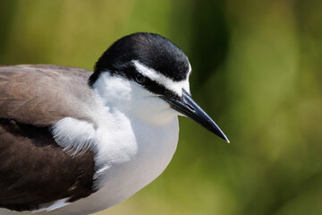 Bridled Tern in Western Australia