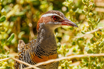 Buff-banded Rail in Western Australia