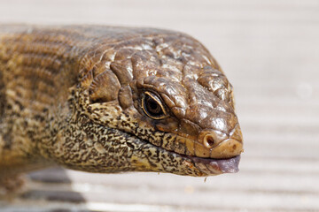 King Skink in Western Australia