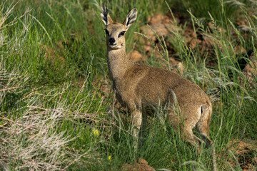 Klipspringer (Oreotragus oreotragus). Augrabies. Northern Cape. South Africa.