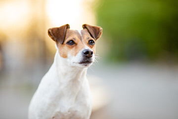  Jack Russel Terrier im Freien