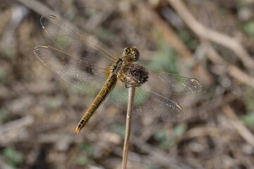 Female Red-veined darter (Sympetrum fonscolombii)