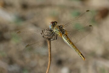 Female Red-veined darter (Sympetrum fonscolombii)