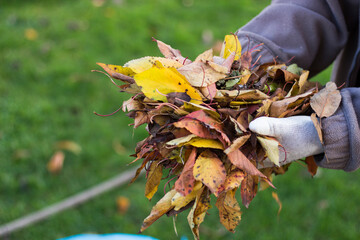 Close Up Of a female hand Raking Autumn Leaves In Garden. Autumn garden works. Volunteering,...