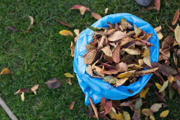 Blue plastic bag full of autumn leaves. Large blue plastic trash sacks with fallen dried leaves...
