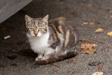 cat on the beach