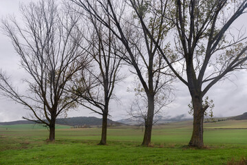 Bare trees among cultivated fields on a rainy day