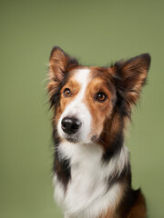 funny dog on a green background. Happy border collie in studio 