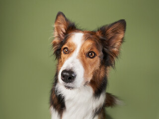 funny dog on a green background. Happy border collie in studio 