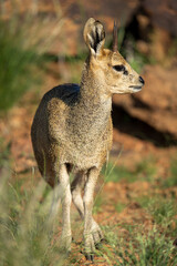Naklejka na ściany i meble Klipspringer (Oreotragus oreotragus). Augrabies. Northern Cape. South Africa.