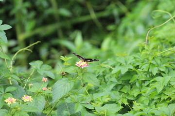 butterfly on a green leaf