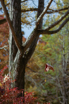 autumn forest
