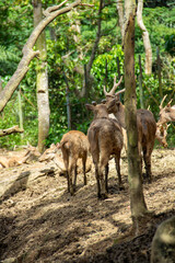 A herd of deer in cages in a captive area