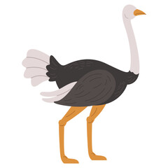 Wildlife Animal Ostrich Illustration