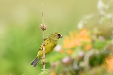 Forest Canary ((Crithagra scotops) in a bush