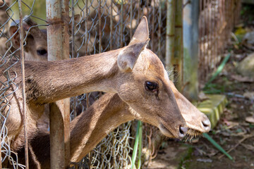 Close-up view of the head of a deer in the captivity area