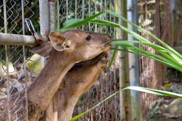 A herd of deer in cages in a captive area