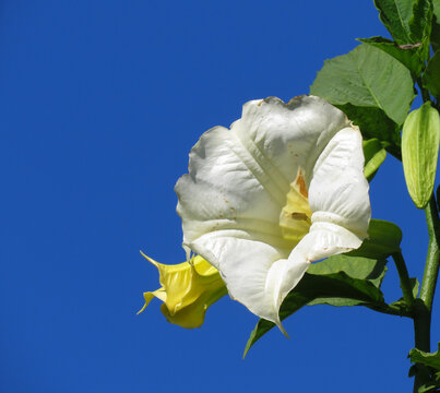 Brugmansia suaveolens, Brugmansia suaveolens, Brazil's white angel trumpet, also known as angel's tears and snowy angel's trumpet, white flower on blue sky background.