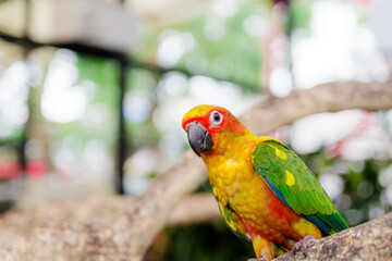 Sun Conure on a Branch. Soft focus.