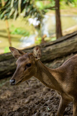 A brown deer in a captive area against a brown soil background