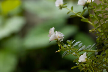 Beautiful White Ten o'clock flower