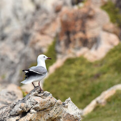 Hartlaub's Gull (Croicocephalus hartlaubii) sitting on a rock