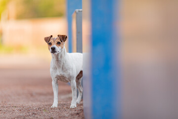 Hund - Jack Russel Terrier - bunte Umgebung