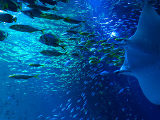 Boulogne sur Mer, March 2019: Visit of the largest aquarium in Europe - Nausicaá Centre National de la Mer	
