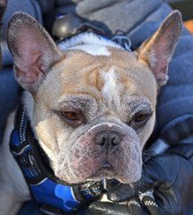 Funny French Bulldog portrait, French breed of companion dog or toy dog