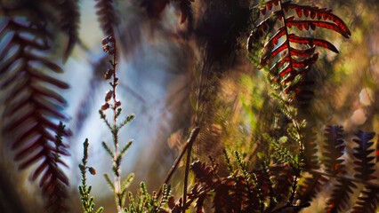 Forêt des Landes de Gascogne, dont la flore opulente est mise en valeur par la lumière du coucher du soleil