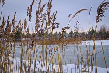 Obraz premium Landscape with a frozen lake. Dry reeds and an icy forest lake. Winter landscape.