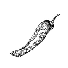 Hot chili pepper. Vintage hatching vector black illustration. Isolated on a white background. Hand-drawn design. Engraved art. Sketch of fresh pepper for groceries, markets, packaging, recipes, menu