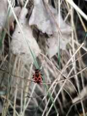 Firebug on a blade of grass