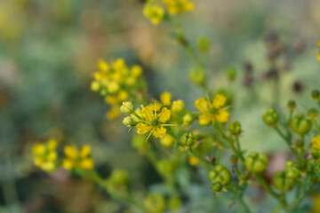 Common rue yellow flowers