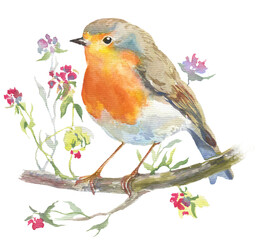 Watercolor hand drawn illustration of robin bird on a twig with little flowers - 548454000