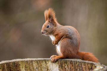 Naklejka na ściany i meble Red squirrel - Sciurus vulgaris