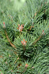 Dwarf mountain pine Gnom branches