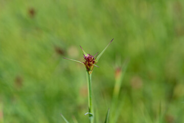 Fototapeta premium Slender-leaved Сarthusian pink flower bud
