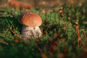 Mushroom. Porcini on moss. Boletus edulis in forest.