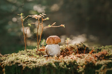 Mushroom. Porcini on moss. Boletus edulis in forest.