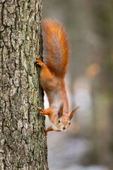 Red squirrel - Sciurus vulgaris