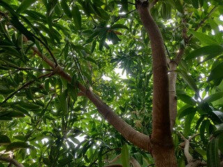 tree in the forest