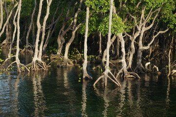 Mangrove trees in mangrove forests with twig roots grow in water.