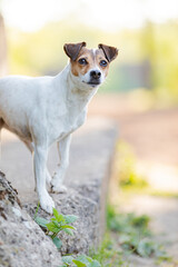 Jack Russel Terrier im Freien