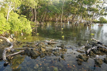 Mangrove trees in mangrove forests with twig roots grow in water.