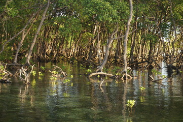 Fototapeta na wymiar Mangrove trees in mangrove forests with twig roots grow in water.